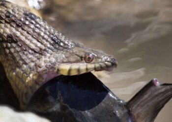 Quel est le serpent le plus joli ?