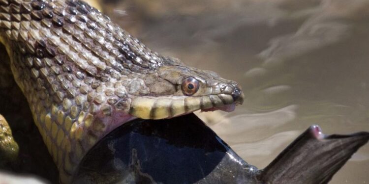 Quel est le serpent le plus joli ?