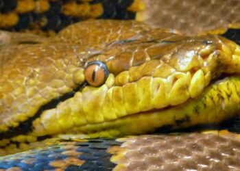 Quel est le serpent le plus joli ?