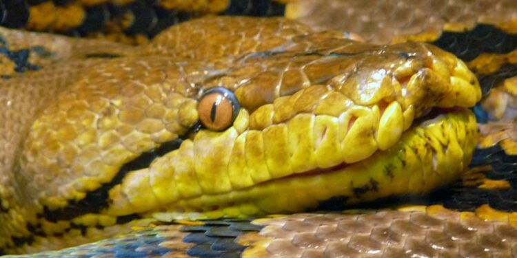 Quel est le serpent le plus joli ?