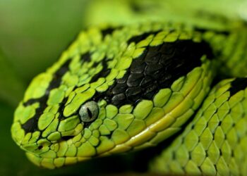 Quel est le serpent qui tue le plus vite ?