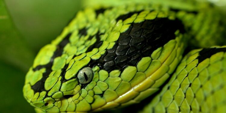 Quel est le serpent qui tue le plus vite ?