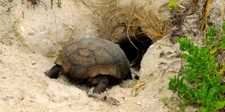 Quel est le seul mammifère qui pond des œufs ?