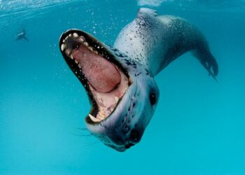 Quel est le super prédateur marin ?