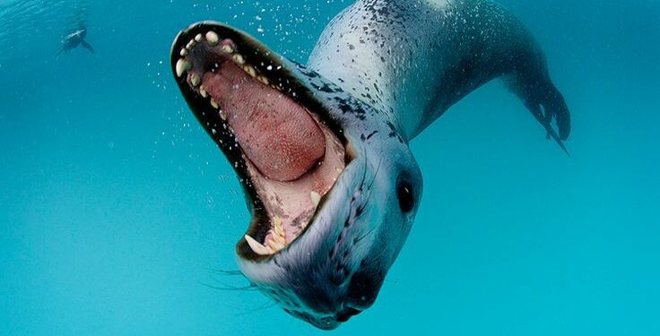 Quel est le super prédateur marin ?