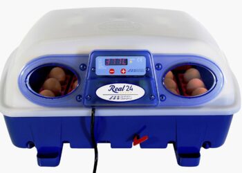 Quel est le temps d'incubation d'un œuf de poule ?