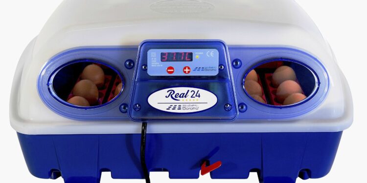 Quel est le temps d'incubation d'un œuf de poule ?