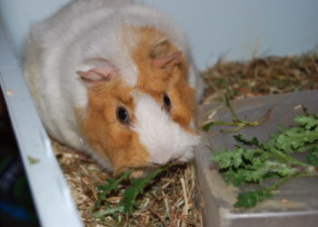 Quel est l'ennemi du cochon d'Inde ?