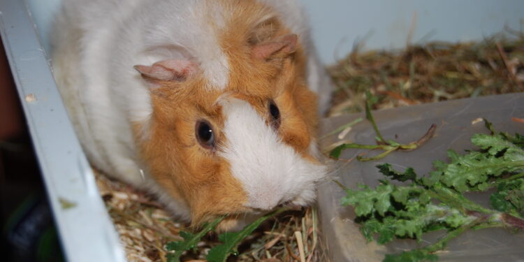 Quel est l'ennemi du cochon d'Inde ?