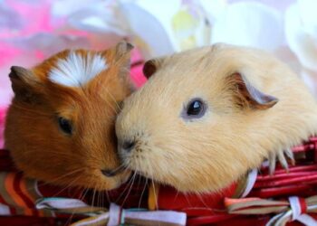 Quel est l'ennemi du cochon d'Inde ?