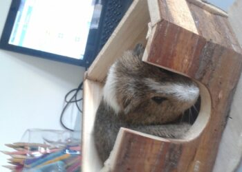 Quel est l'ennemi du cochon d'Inde ?