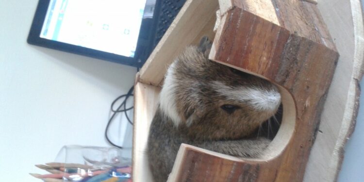 Quel est l'ennemi du cochon d'Inde ?