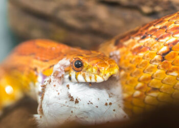 Quel est l'ennemi du serpent ?