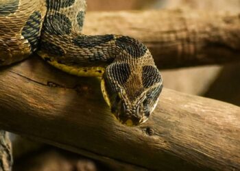 Quel est l'ennemi du serpent ?