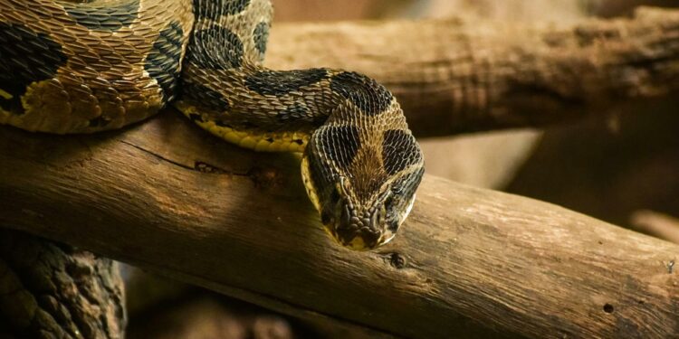 Quel est l'ennemi du serpent ?