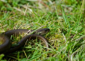 Quel est l'habitat des serpents ?