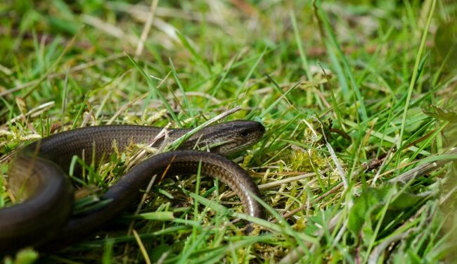 Quel est l'habitat des serpents ?
