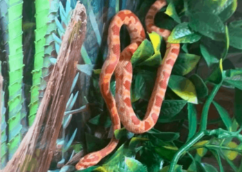 Quel est l'habitat des serpents ?