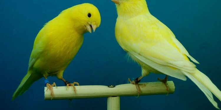 Quel est l'île la plus chaude des Canaries ?