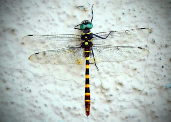 Quel est l'insecte le plus intelligent du monde ?