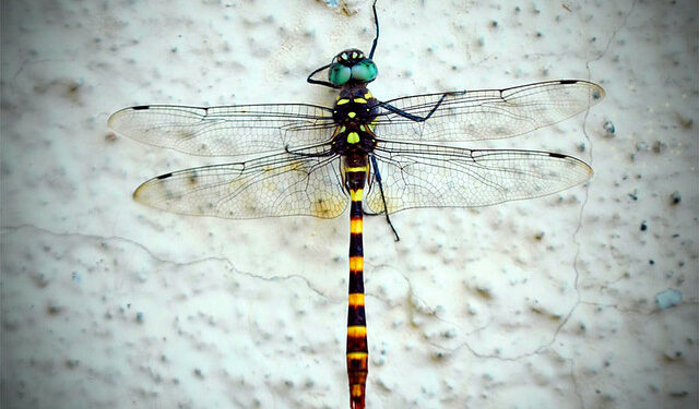 Quel est l'insecte le plus intelligent du monde ?