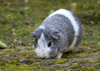 Quel est l'intelligence d'un cochon d'Inde ?