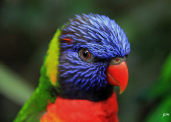 Quel est l'oiseau le plus Apprivoisable ?