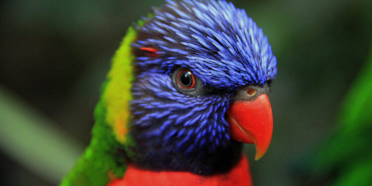 Quel est l'oiseau le plus Apprivoisable ?