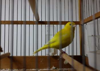 Quel est l'oiseau le plus affectueux ?