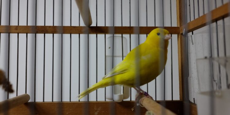 Quel est l'oiseau le plus affectueux ?