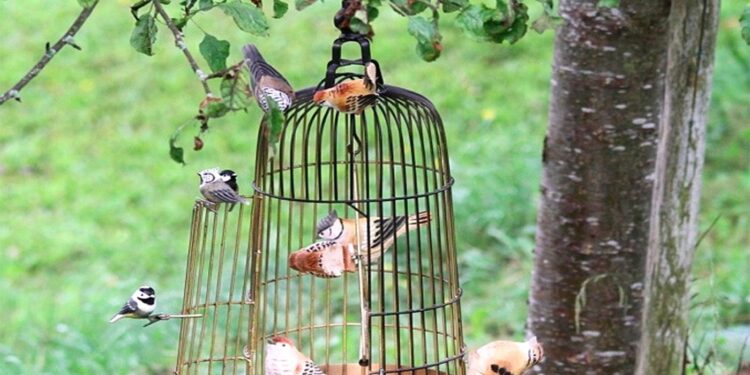 Quel est l'oiseau le plus affectueux ?