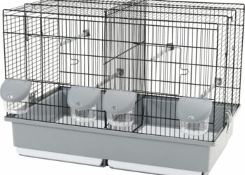 Quel est l'oiseau le plus affectueux ?