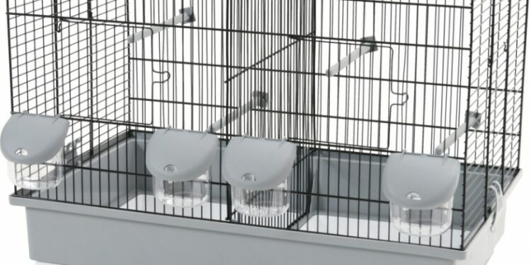 Quel est l'oiseau le plus affectueux ?