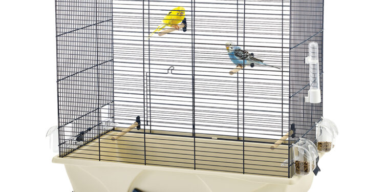 Quel est l'oiseau le plus affectueux ?