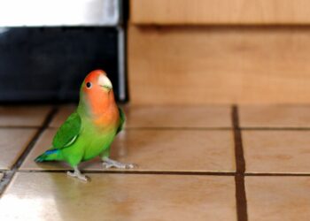 Quel est l'oiseau le plus facile à apprivoiser ?