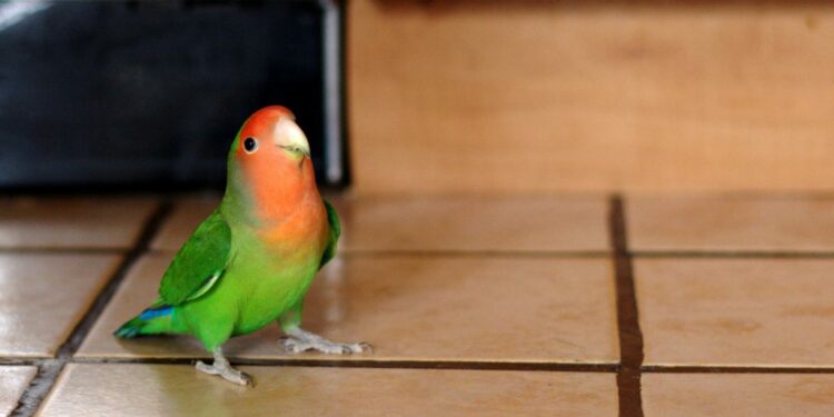 Quel est l'oiseau le plus facile à apprivoiser ?