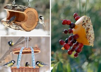 Quel est l'oiseau le plus facile à apprivoiser ?