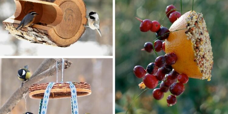 Quel est l'oiseau le plus facile à apprivoiser ?