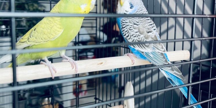 Quel est l'oiseau le plus facile à apprivoiser ?