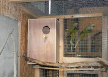 Quel est l'oiseau le plus facile à apprivoiser ?