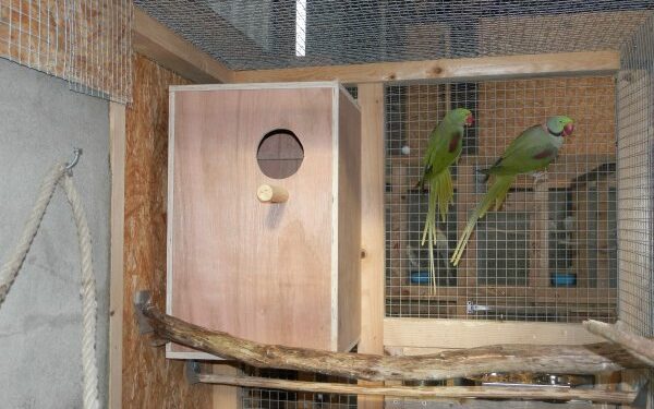 Quel est l'oiseau le plus facile à apprivoiser ?