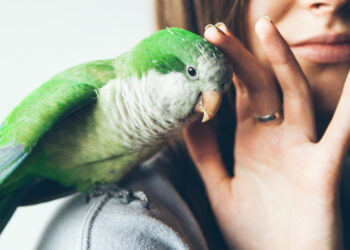 Quel est l'oiseau le plus facile à apprivoiser ?