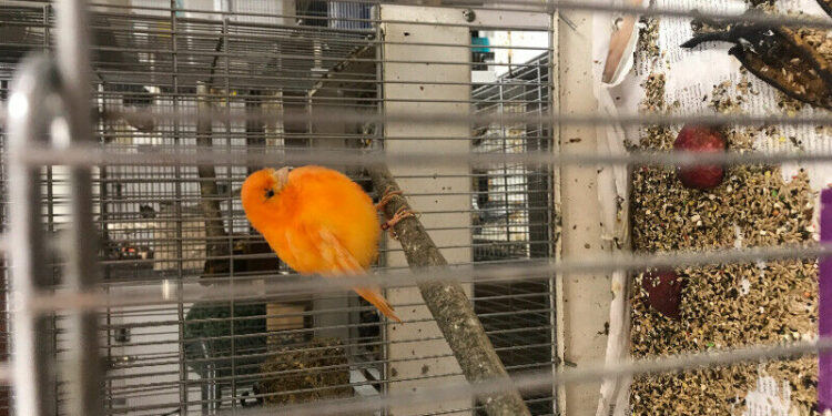 Quel est l'oiseau le plus gentil du monde ?