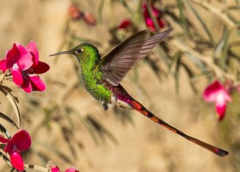 Quel est l'oiseau le plus intelligent du monde ?