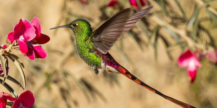 Quel est l'oiseau le plus intelligent du monde ?