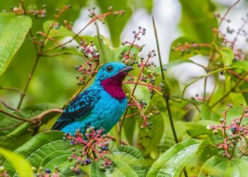 Quel est l'oiseau le plus majestueux du monde ?