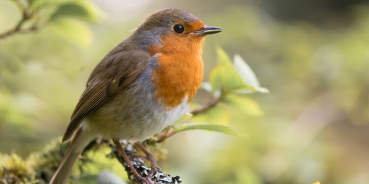 Quel est l'oiseau qui annonce le printemps ?