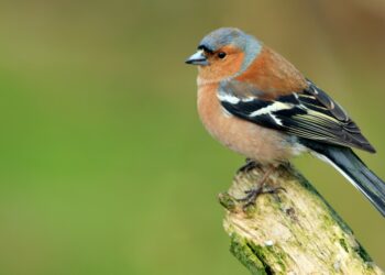 Quel est l'oiseau qui annonce le printemps ?