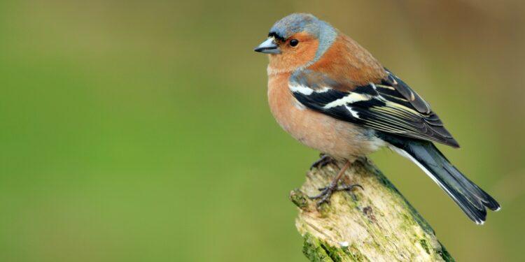 Quel est l'oiseau qui annonce le printemps ?