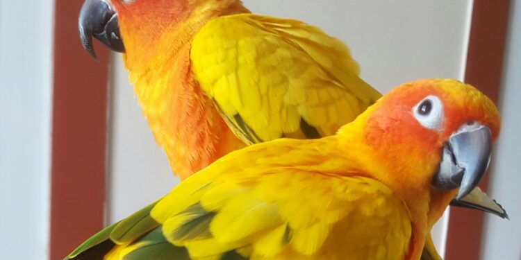 Quel est l'oiseau qui s'apprivoise le mieux ?